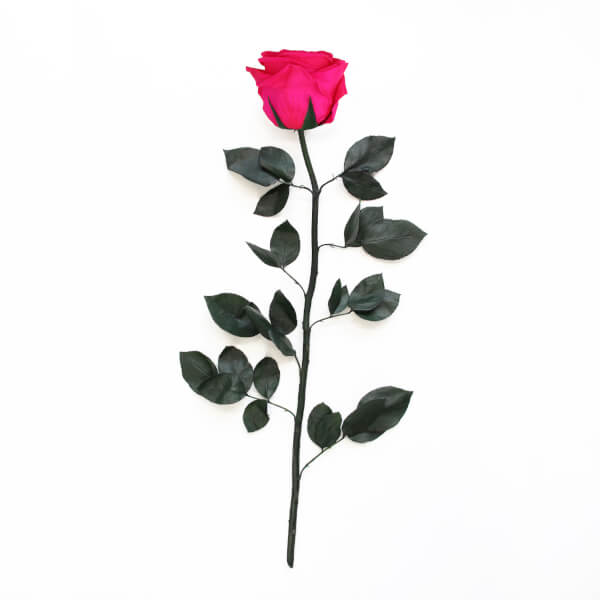 Long Stem Infinity Rose | Hot Pink | 1 Rose