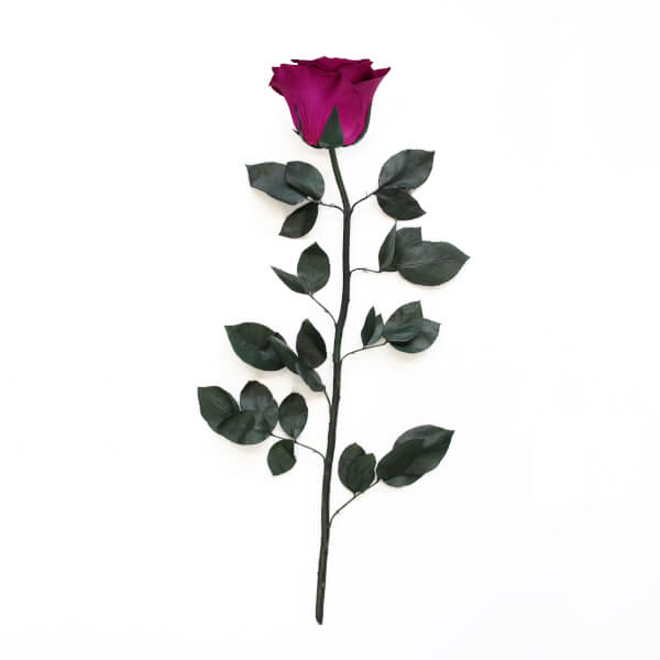 Long Stem Infinity Rose | Velvet Plum | 1 Rose