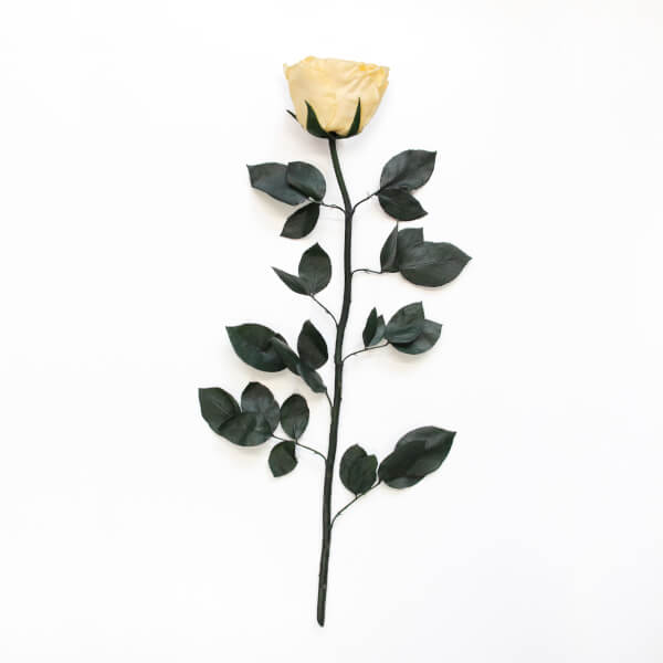 Long Stem Infinity Rose | Champagne | 1 Rose